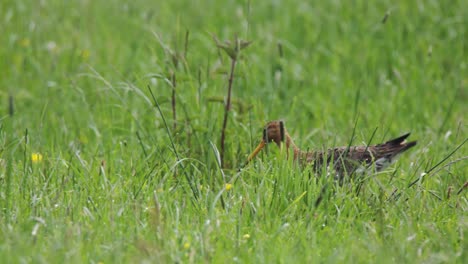 pájaro en un campo de hierba
