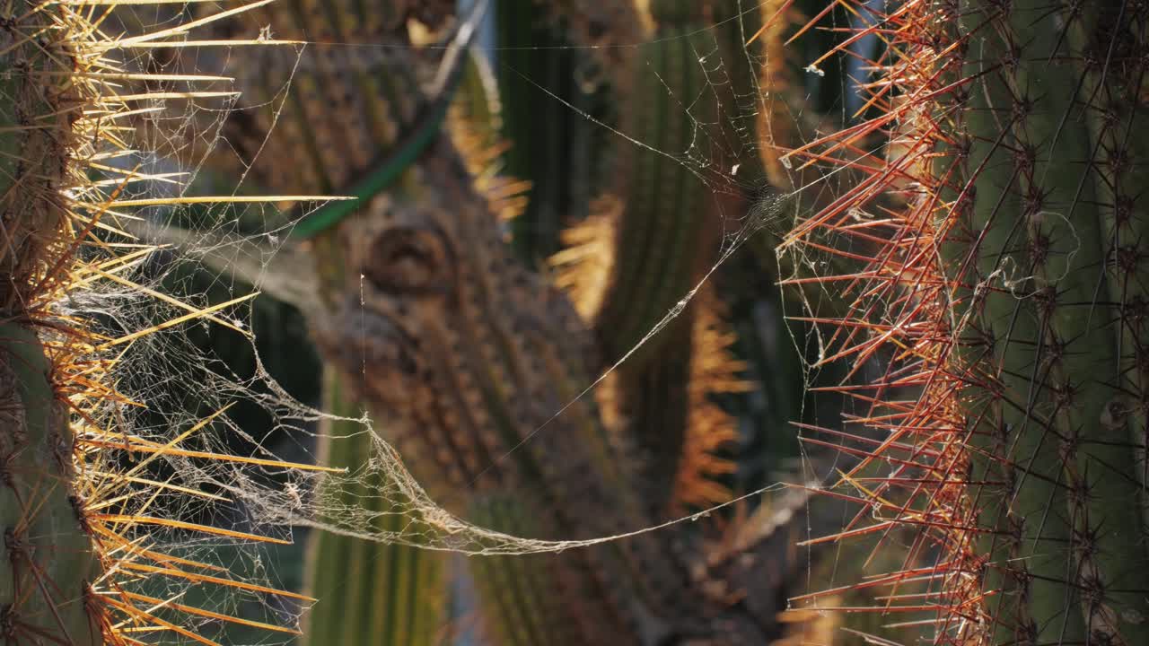 Close up green cactus with yellow spines within a desert environment, city park in Barcelona, Montjuic. African background