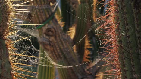 close up green cactus with yellow spines within a desert environment, city park in barcelona, montjuic. african background