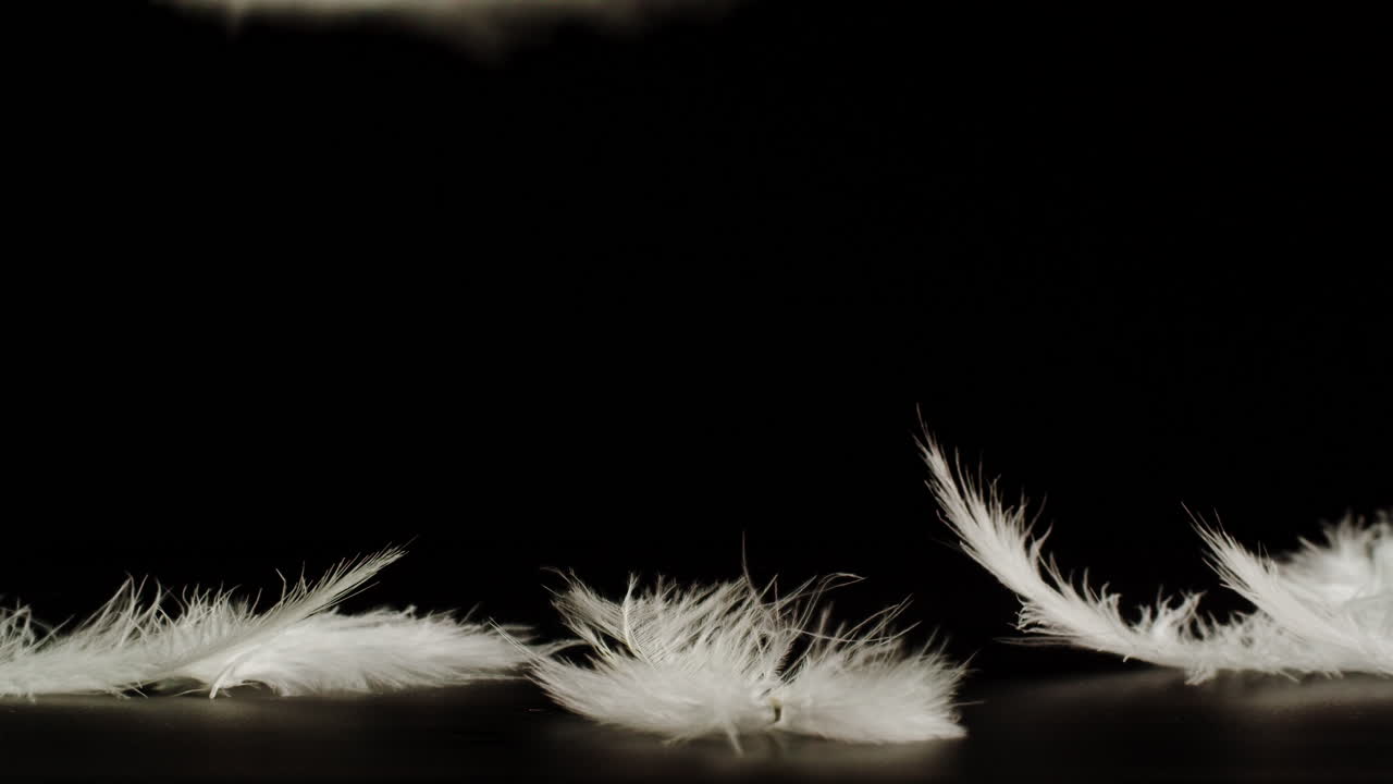 White Feathers on Black Background