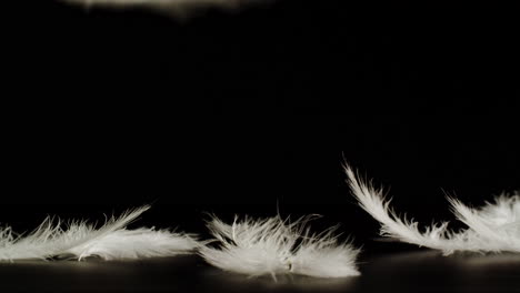 white feathers on black background