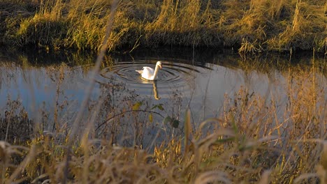 slow motion shot of a swan flapping its wings on a canal in england during golden hour. we see the elegant white bird casting reflections on the water in front of a green field at sunset
