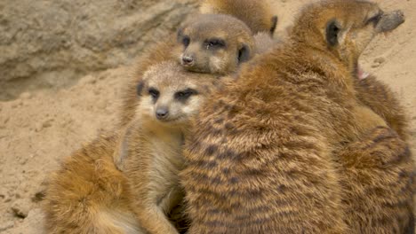 a group of meerkats resting together in the sand