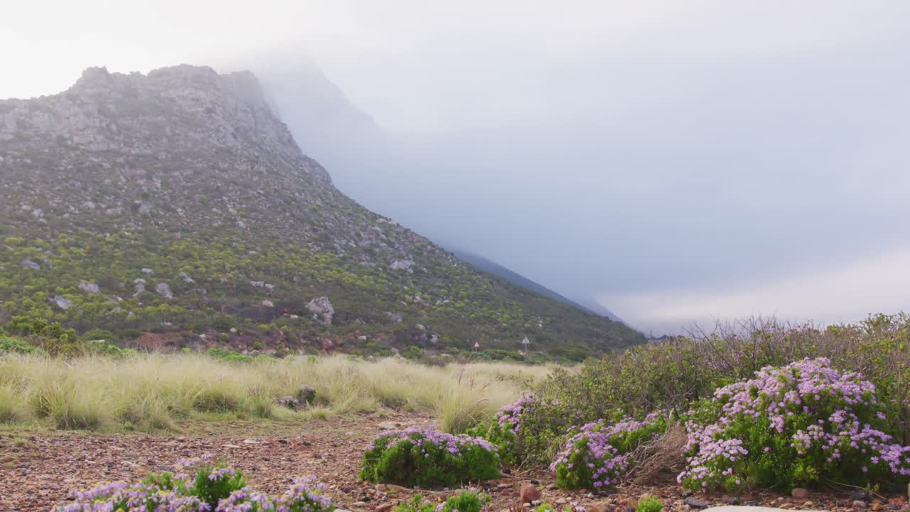 vista del paisaje de las montañas y el bosque.