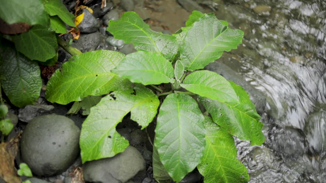 탄자니아의 정글 열대우림에서 물속의 돌과 강 근처에 있는 식물이 있는 다투는 물줄기의 클로즈업 샷