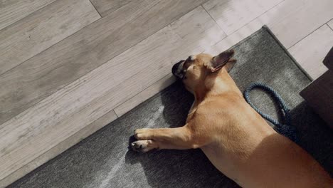 a small sweet french bulldog lies on the floor on a grey carpet in the house, drags out and looks at the lens, is curious about the whole situation