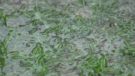 en la temporada de lluvias, el este de la india recibe fuertes lluvias durante la temporada de lluvias