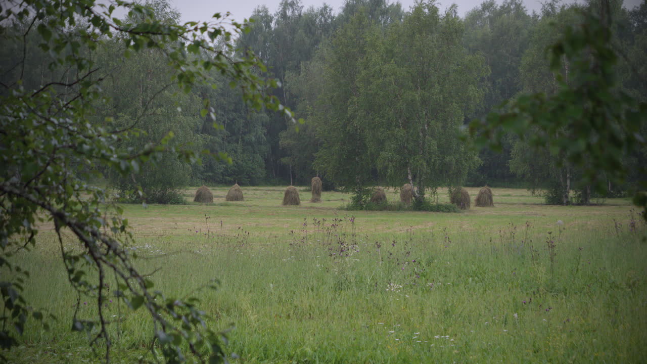 Haystacks in a field, with forest in the background
