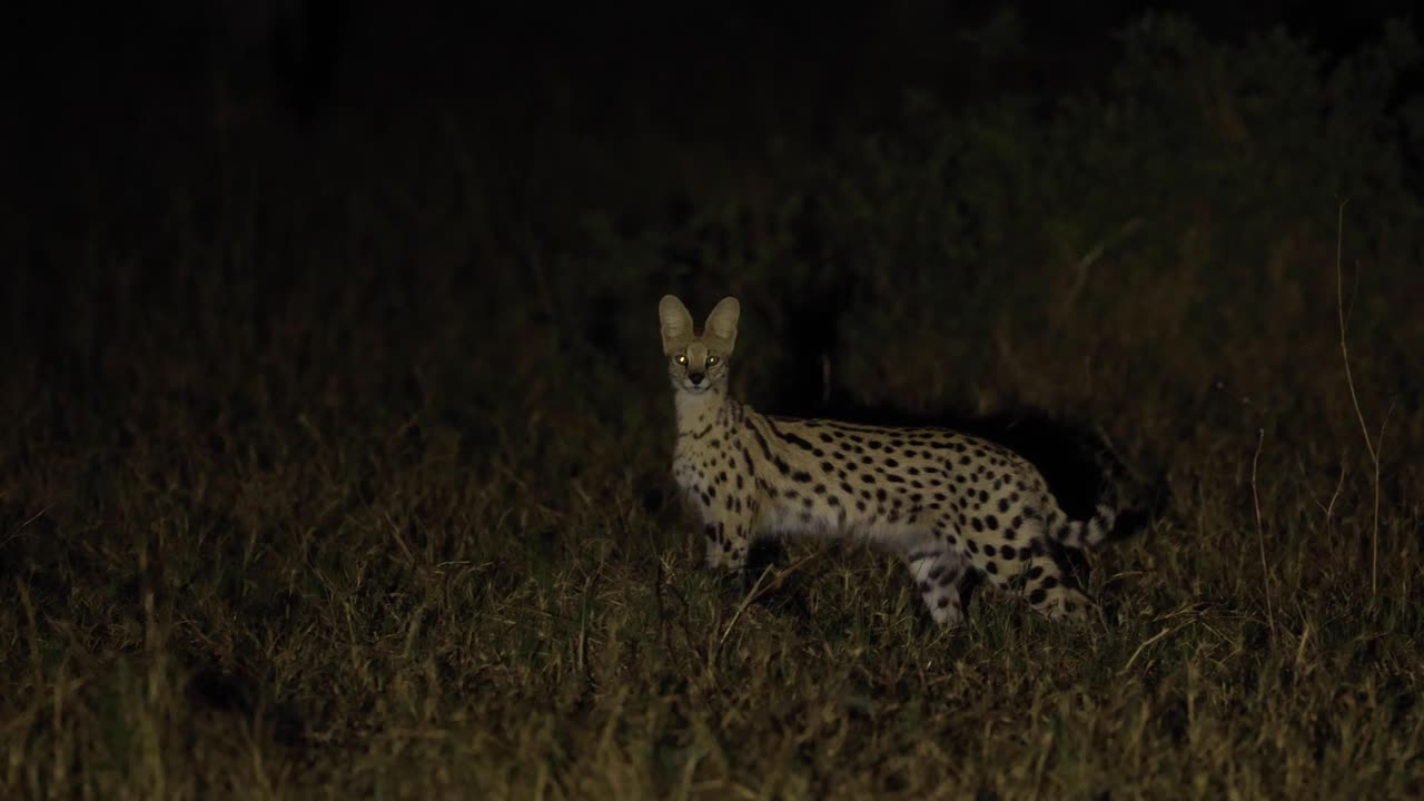 toma panorámica de un serval caminando por la noche, khwai, botswana