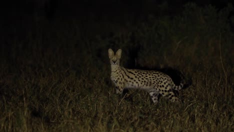 Toma-Panorámica-De-Un-Serval-Caminando-Por-La-Noche,-Khwai,-Botswana