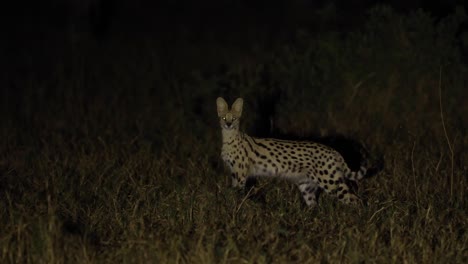 波茨瓦納的 khwai 群島的 serval 群體在夜晚行走