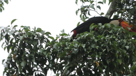 Tucán-Comiendo-Fruta-Del-árbol