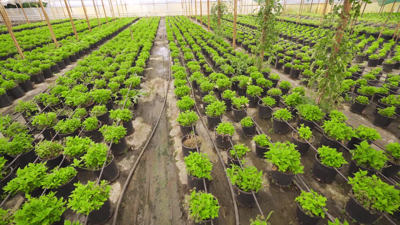 꽃 생산. 온실에서 생산.