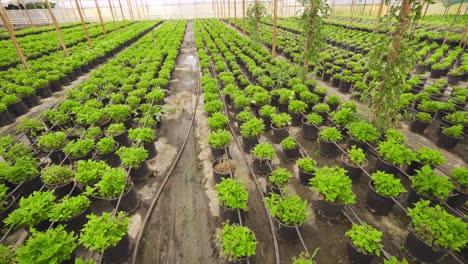 flower production. production in the greenhouse.