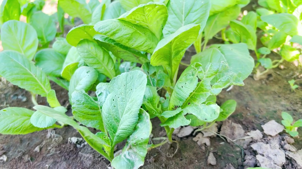 Young Green Leafy Vegetables Growing in Garden Soil