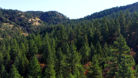 Flying-sideways-over-tall-pine-trees-in-alpine-forest