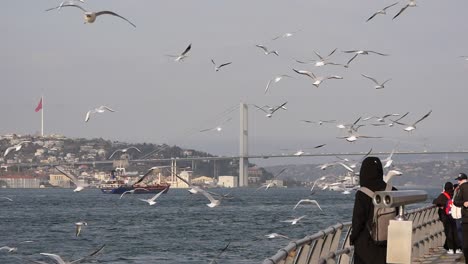 istanbul bosphorus bridge with seagulls