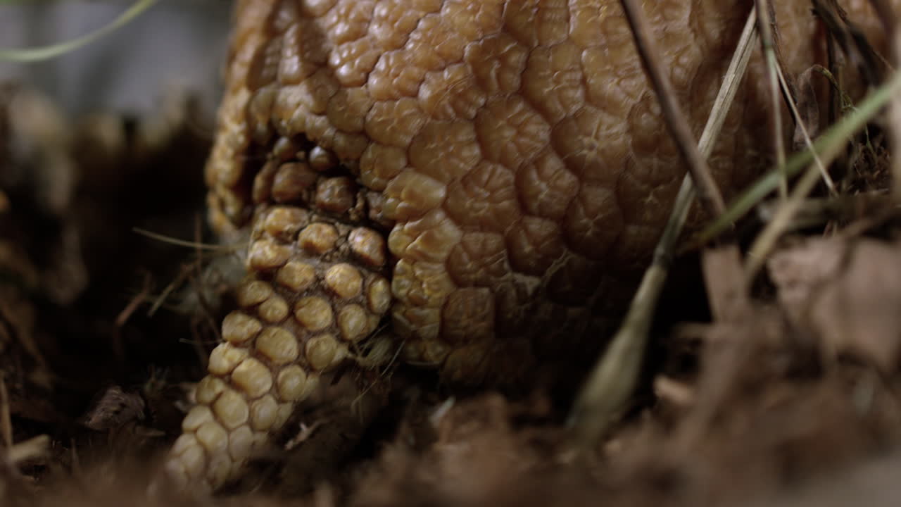 cola de armadillo en la maleza del desierto - un primerísimo plano de la cola