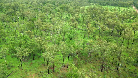 aerial drone of green forest trees with sparse vegetated understory in outback of australia