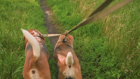 back view of two dogs on leash being held by someone in background walking in grassy farmland, dogs are exploring green vegetation with background featuring tall grass