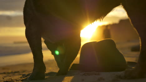 atardecer de hora dorada en una playa en montecito, california con un lindo perro pequeño corriendo hacia el sombrero de sus dueños en la arena mientras se acerca con un labrador en silueta