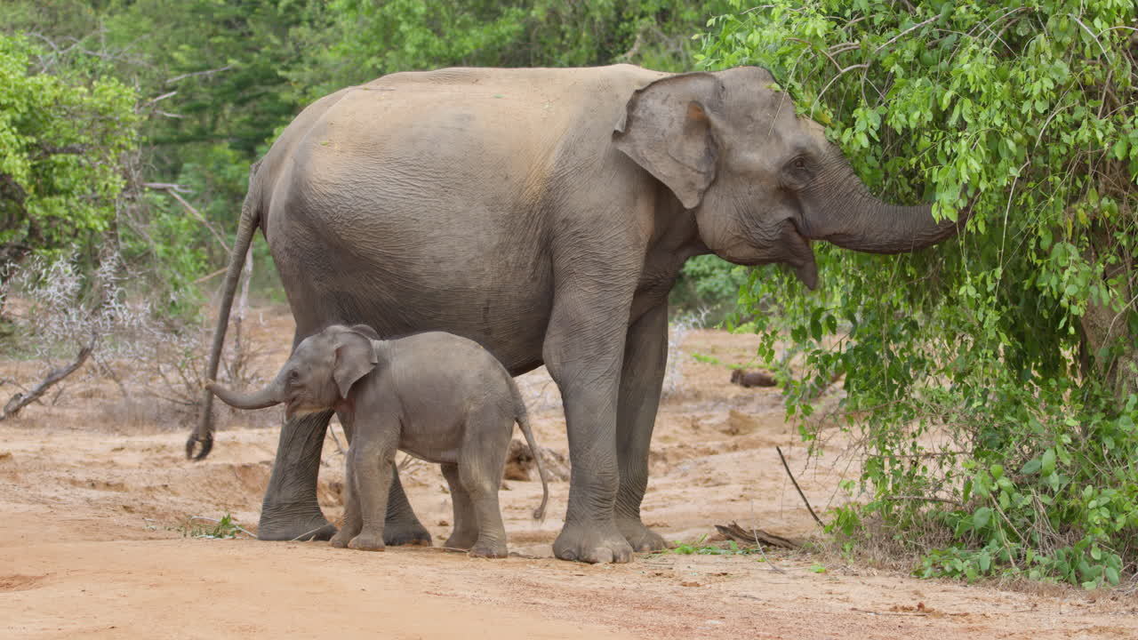 Voi mẹ và voi con châu Á kiếm ăn trong môi trường sống tự nhiên ở Sri Lanka. Khoảnh khắc hoang dã dịu dàng thể hiện hành vi làm mẹ trong môi trường rừng nhiệt đới. Lý tưởng cho phim tài liệu và chủ đề bảo tồn.