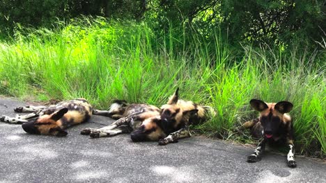 Un-Grupo-De-Perros-Salvajes-Africanos-Cansados-Descansan-En-La-Sombra-De-Los-árboles-Cerca-De-La-Hierba-Verde-Y-Larga