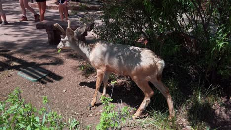 handheld shot of a mule deer eating foliage with onlookers gathering