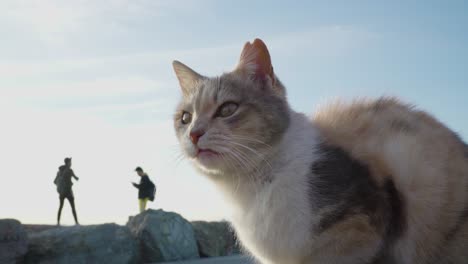 adorable gato callejero de tres colores en estambul está sentado en un banco mientras 2 personas están en el fondo