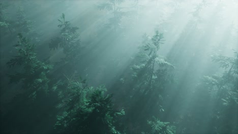 aerial sunrays in forest with fog