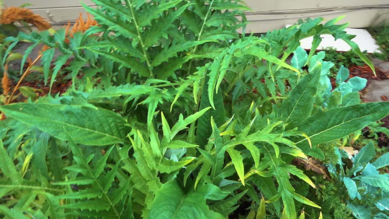 꽃이 피기 전에 성숙한 아티초크 식물