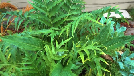 planta de alcachofa madura antes de la floración