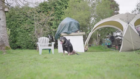 Dreibeiniger-Hund,-Behinderung,-Sichere-Leine,-Eingeschränkte-Mobilität,-Zeitlupe