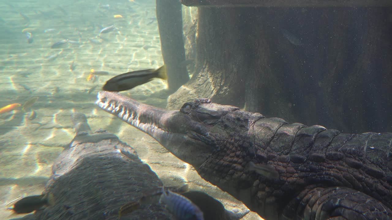 False Gharial Sleeping Underwater While Small Fish Swim By in Peaceful Freshwater Scene