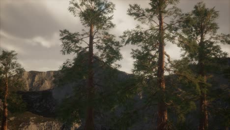 bosque brumoso en la ladera de la montaña