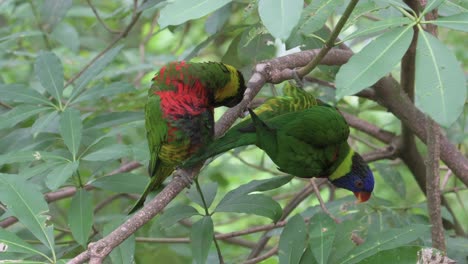 two parrots sitting in tree branch and making love to each other