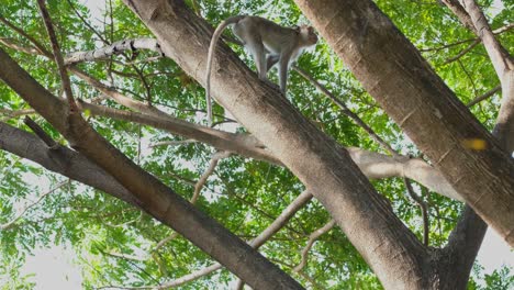 moving from one huge branch to another during a windy morning in a forest, crab-eating macaque macaca fascicularis, thailand