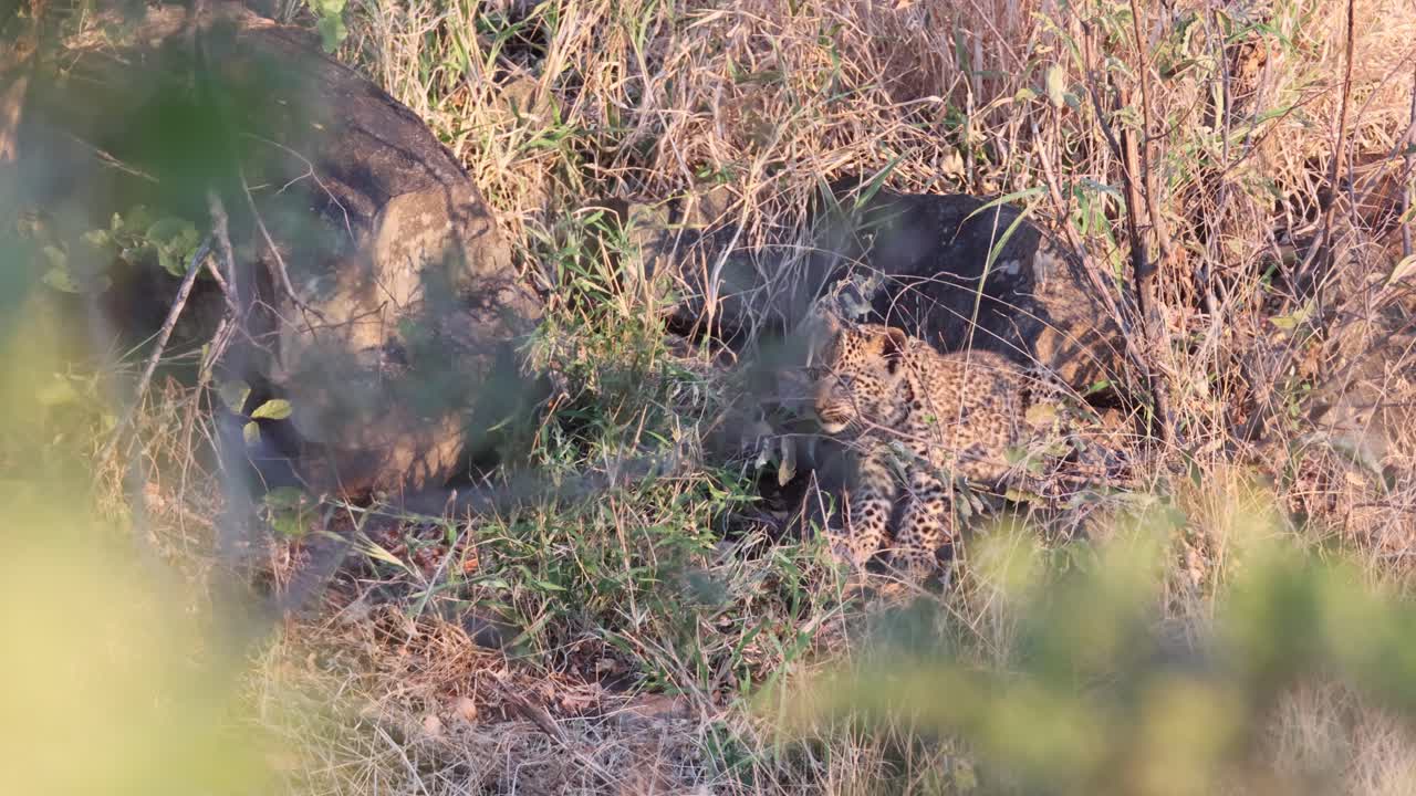 Big stretch for little Leopard cub camouflaged in grass by African den