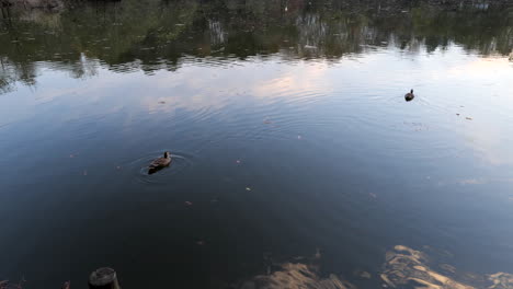 In-the-parks-of-Tokyo,-Japan,-you-can-find-many-ducks-swimming-in-the-calm-waters-of-the-ponds