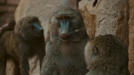 group of baboons sitting on rocky landscape - close up