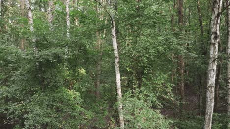 Eine-Drohnenaufnahme-Eines-Grünen-Waldes-Im-Sommer-Mit-Einer-Drohne-In-Warschau-Polen-3