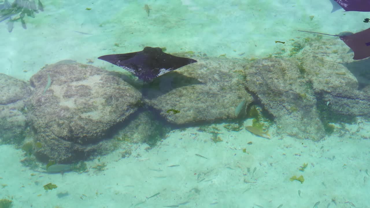 unas mantarrayas y algunos tiburones nadan sobre las rocas