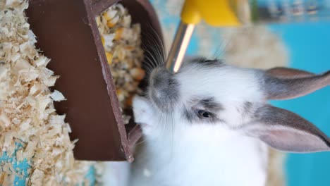 baby rabbit eating