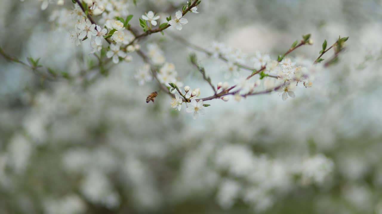 Blooming Spring Flowers with Bees