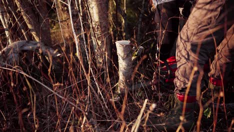 a man is employing a chainsaw to slice through the trunk of a tree - close up