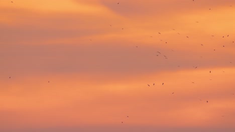 a warm sunset sky with small birds flying in the distance, creating a tranquil and peaceful scene