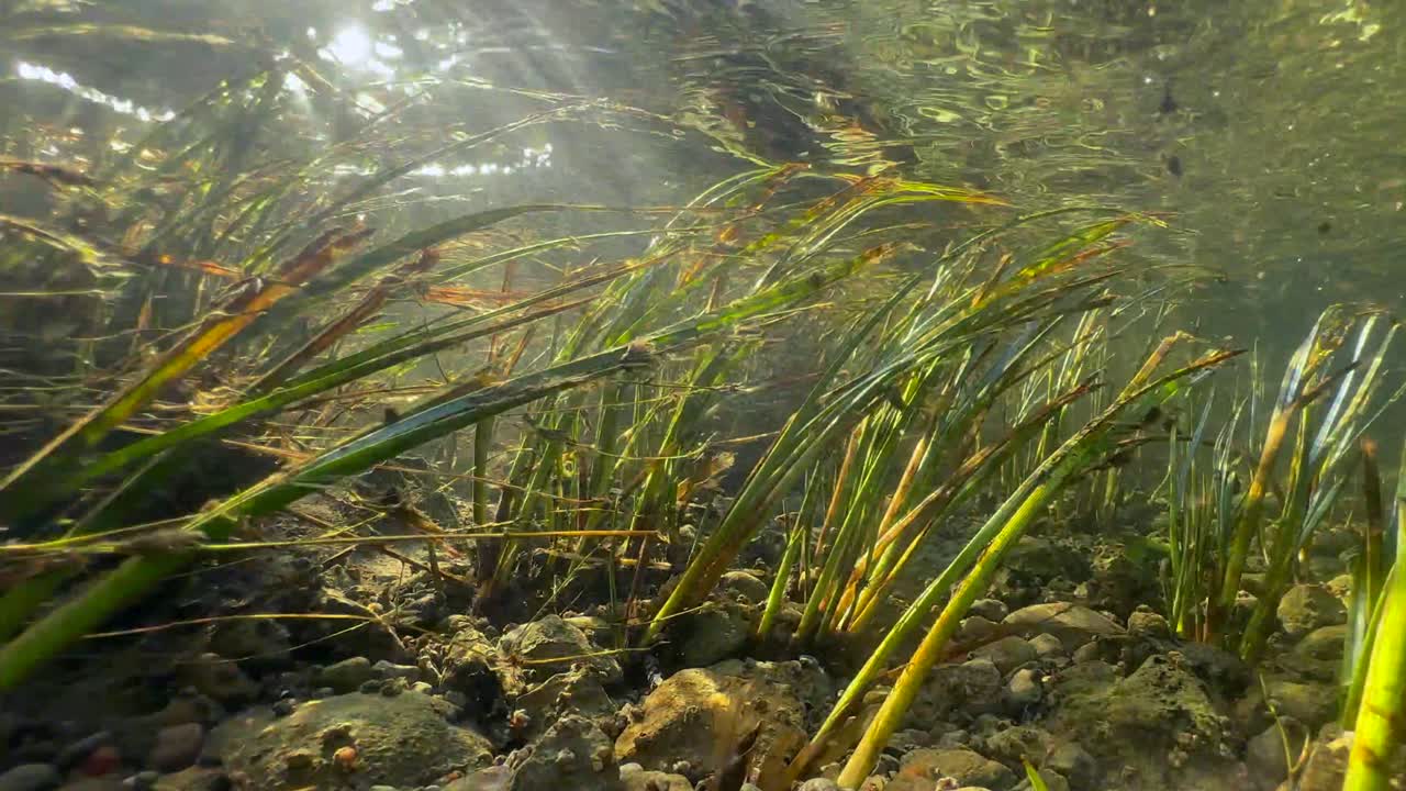 Underwater shot of the spring sun shimmering in the Valgejõgi River. Lääne-Viru County, Estonia.