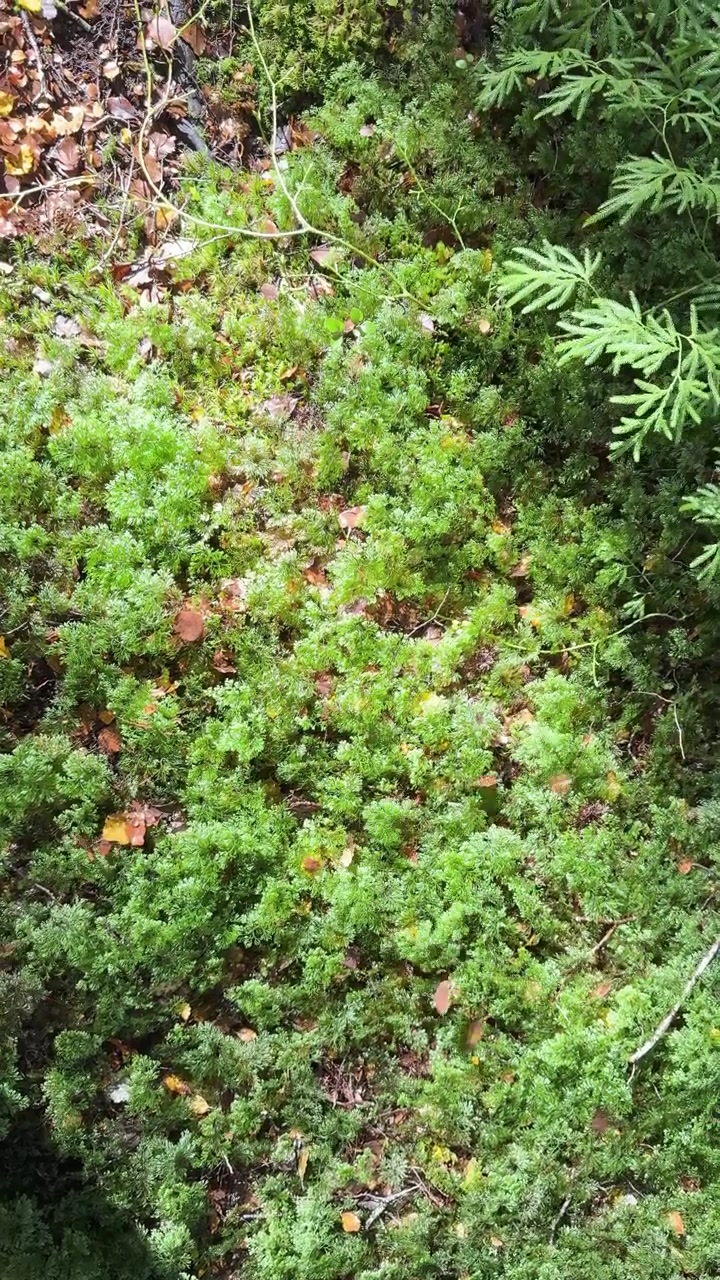 Foglie autunnali cadono delicatamente su muschio verde lussureggiante, vista dall'alto, luce naturale soffusa, telecamera fissa.