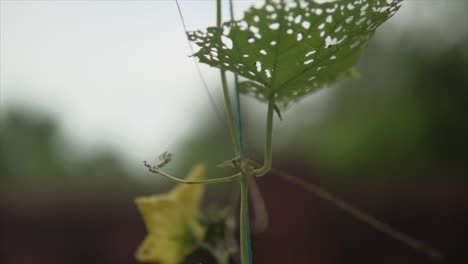 a well-focused shot of a centered plant with blurred background