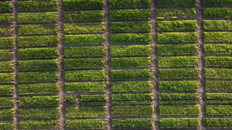 Green-vegetable-plot-in-farm-at-sunset